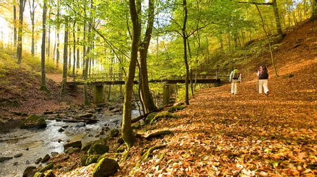Ferien in der Eifel: ein erster Einblick Zwei Wanderer gehen im Herbstwald an einem Bach und einer hölzernen Brücke vorbei