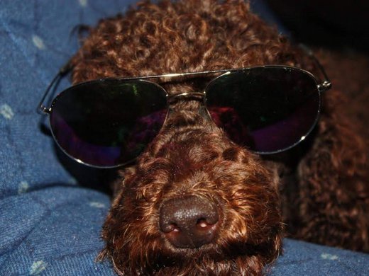 Ihre Unterkunft in der Eifel – Urlaub mit Hund Brauner lockiger Hund liegt mit Sonnenbrille auf blauem Stoff