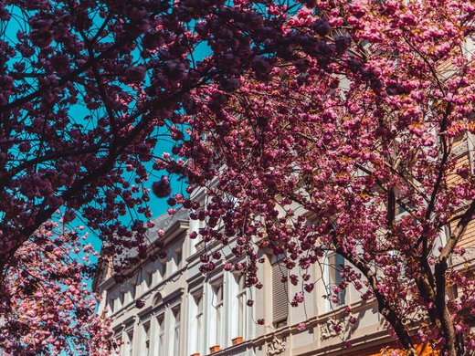Urlaub in Deutschland: Von der Eifel aus Städte erkunden Blühende Kirschbäume vor einem Gebäude unter blauem Himmel