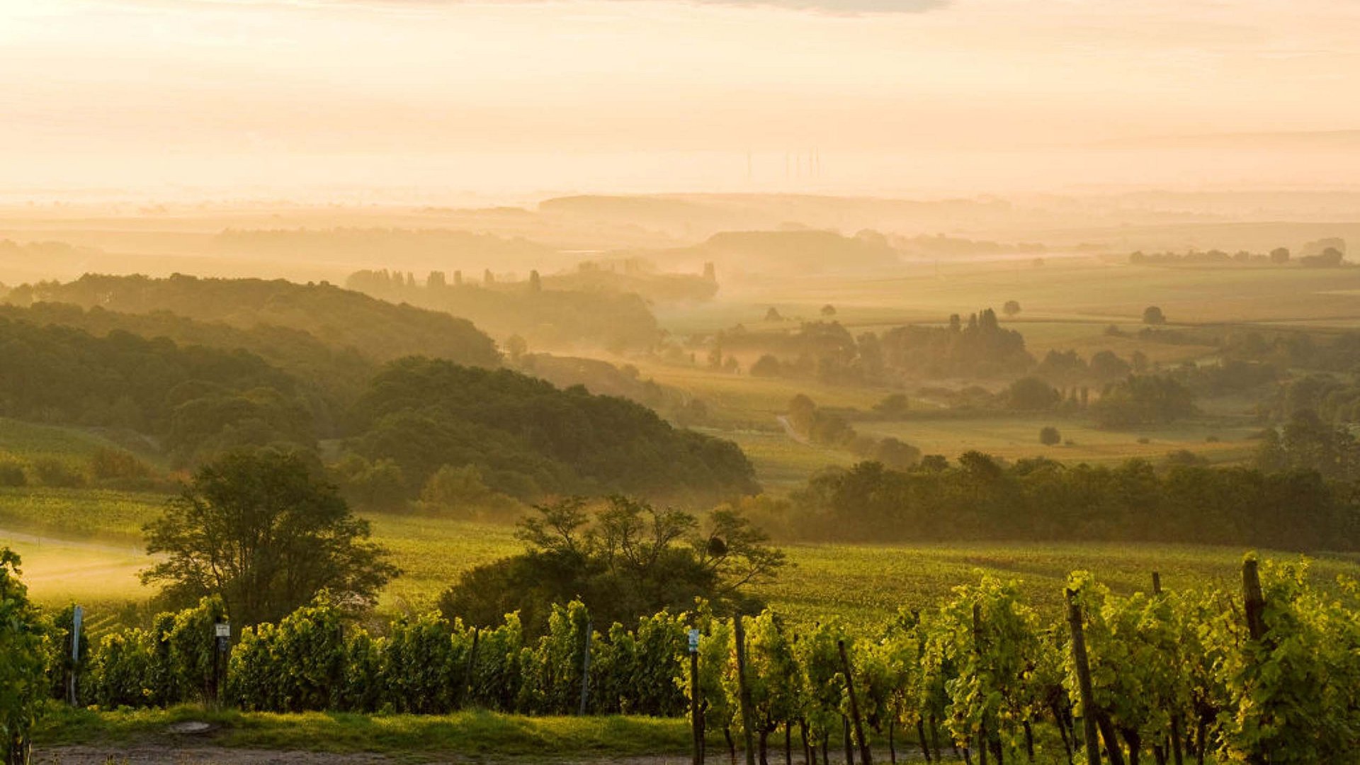 Erlebe die Eifel mit dem Fahrrad – Natur, Freiheit & Komfort Vineyard landscape with morning fog and golden sunlight in the background