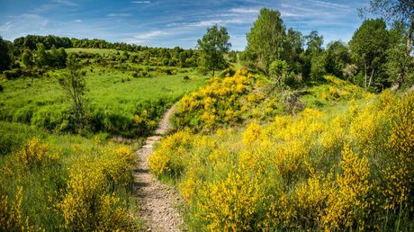 Ferien in der Eifel: ein erster Einblick Wanderweg durch grüne Wiesen mit gelben Blumen unter blauem Himmel