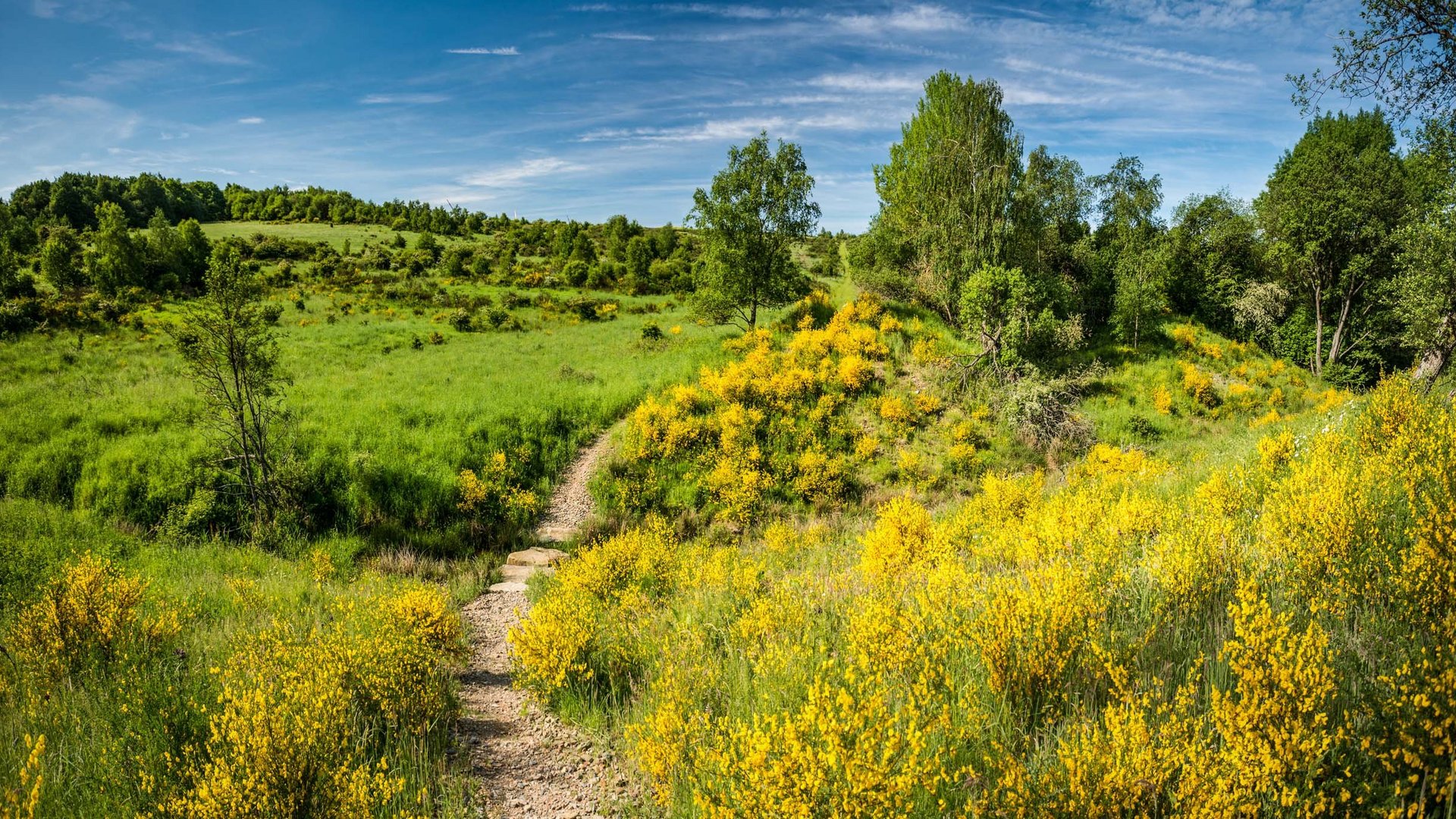 Von der Ferienwohnung Schleiden-Gemünd in den Nationalpark Wanderweg durch grüne Wiesen mit gelben Blumen unter blauem Himmel