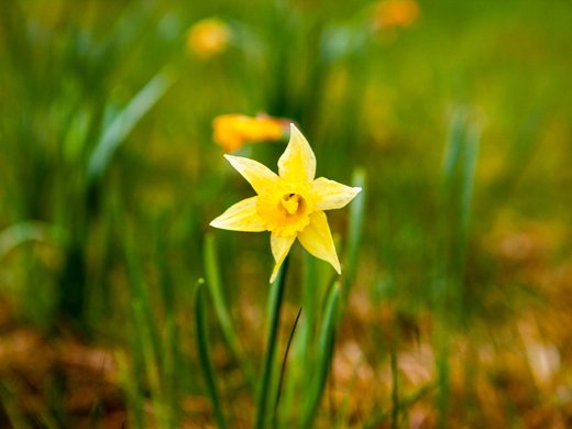 Alle aktuellen Angebote, Specials und Raten im Gemünder Ferienpark Salzberg – perfekt für euren Urlaub im Nationalpark Eifel. Gelbe Narzissenblüte auf grünem Gras mit verschwommenem Hintergrund