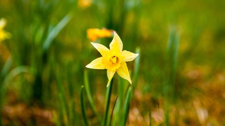 Ferien in der Eifel: ein erster Einblick Gelbe Narzissenblüte auf grünem Gras mit verschwommenem Hintergrund