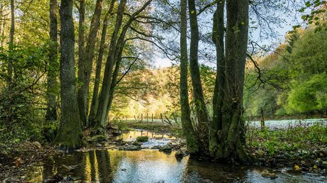 Ferien in der Eifel: ein erster Einblick Bach mit Bäumen im Wald bei sonnigem Herbstwetter