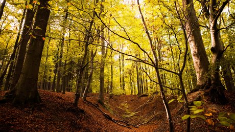 Ferien in der Eifel: ein erster Einblick Herbstwald mit gelben Blättern und Laub bedecktem Boden