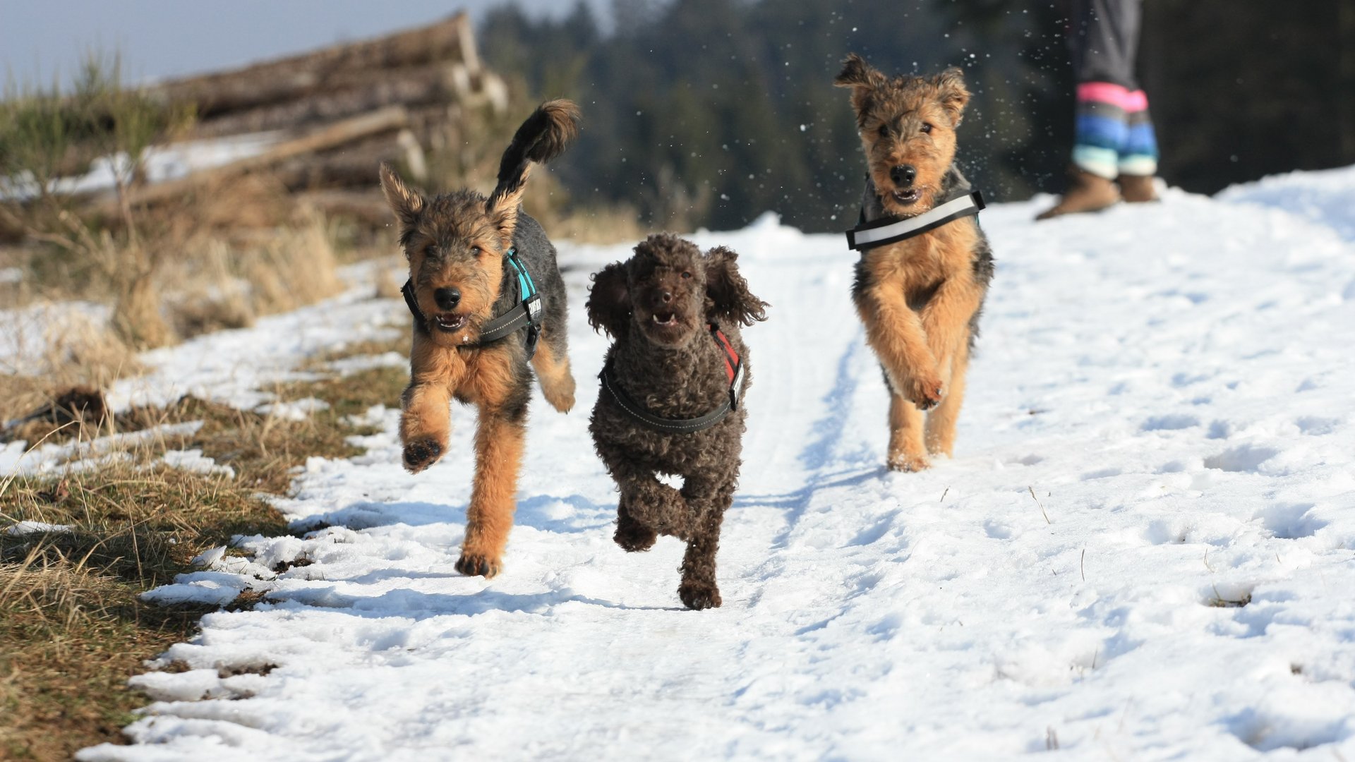 Ihre Unterkunft in der Eifel – Urlaub mit Hund Drei Hunde laufen auf einem verschneiten Weg, im Hintergrund steht eine Person