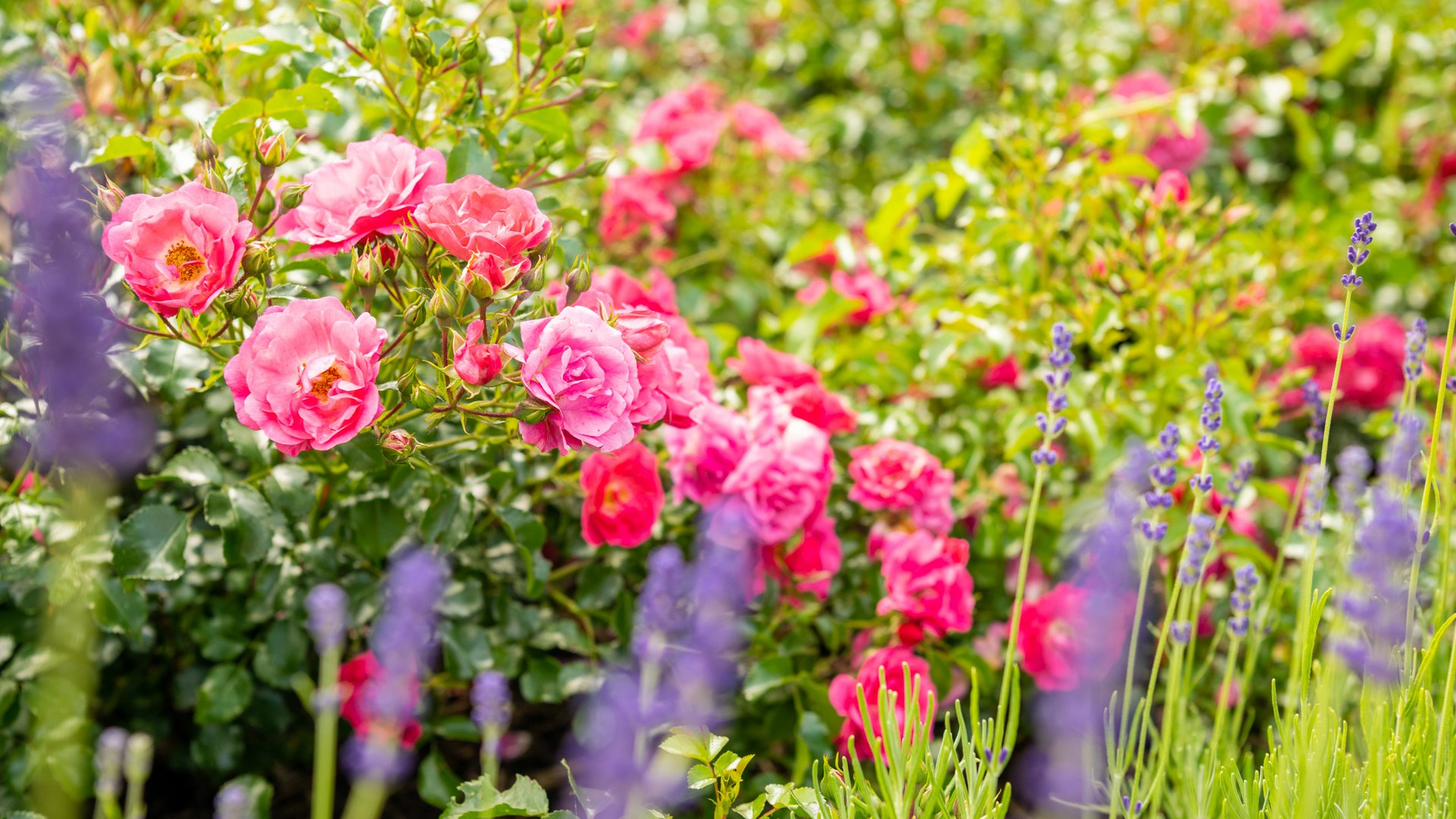 Holidays in the Eifel region: Want a change of pace? Pink roses and purple lavender in a sunny garden