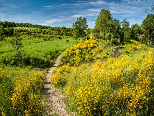 Ferienwohnungen in Gemünd mit dem gewissen Extra Wanderweg durch grüne Wiesen mit gelben Blumen unter blauem Himmel
