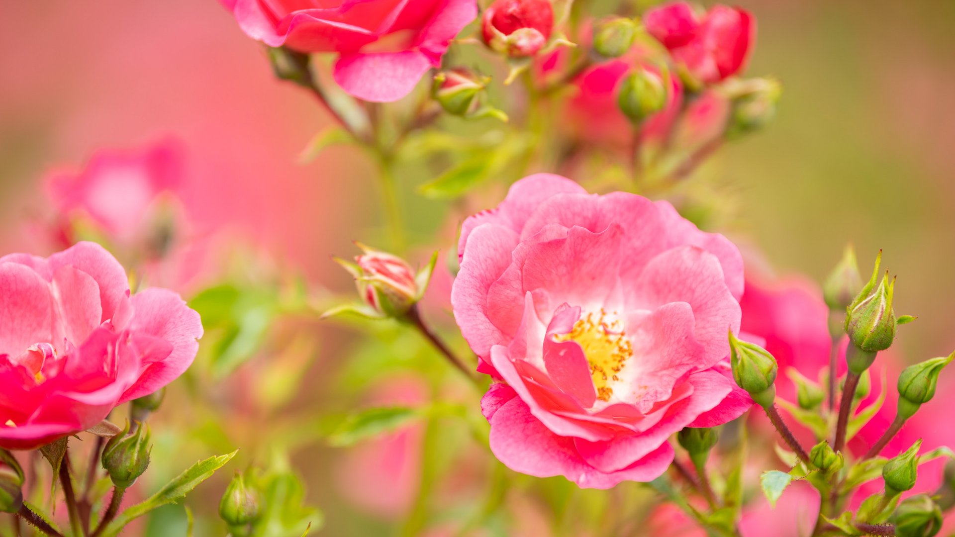 Ferienwohnungen in Gemünd mit dem gewissen Extra Nahaufnahme von leuchtend rosa Rosenblüten und grünen Knospen