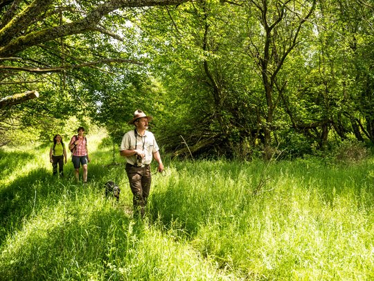 Ferienwohnungen in Gemünd mit dem gewissen Extra Wanderer mit Hund und Führer gehen durch einen sonnigen Waldweg mit grünem Gras.